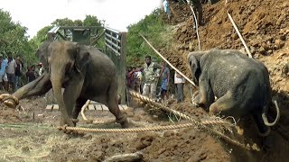 This elephant entered the village in search of food at night and fell in to an a