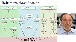 Nomenclature \u0026 Classification of Viruses | Plant Virology | M.Sc (Plant Pathology)