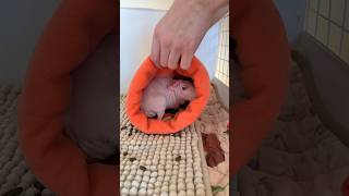 Spot cleaning my naked guinea pig #thepigroom #guineapigcage #guineapigcare #cagecleaning