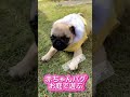 パグお庭であそぶ pug パグ ぱぐ 癒し 子犬 shorts