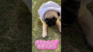 パグお庭であそぶ#pug #パグ #ぱぐ #癒し #子犬 #shorts