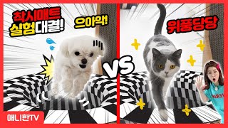 착시매트 대결! 강아지 VS 고양이 누가 더 똑똑할까?! [애니한TV]