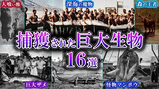 怪物級の大きさを誇る！捕獲された巨大生物16選！