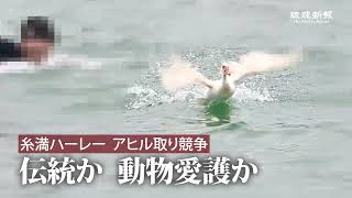 【糸満ハーレー・アヒル取り競争】伝統か　動物愛護か