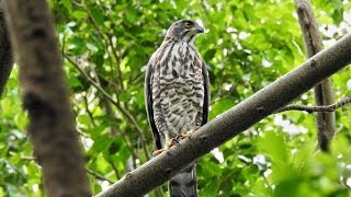 鳳頭蒼鷹  Crested Goshawk    03/MAR/2016