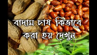 বাদাম চাষ কিভাবে করা হয় দেখুন// How to nuts are cultivated