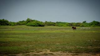 Kodiyakarai I Nagapattinam | #sn_mathesh_photography