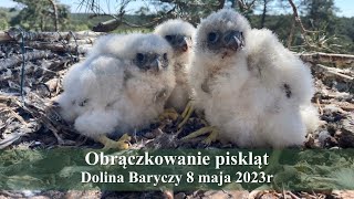 Obrączkowanie piskląt 8 05 2023 Dolina Baryczy sokoły wędrowne