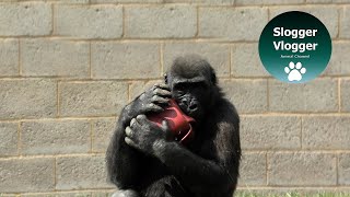 Silverback And His Boys Try To Figure Out The Food Cube