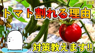 【#68】トマト・ミニトマトの裂果の原因と対策！果実が割れる！