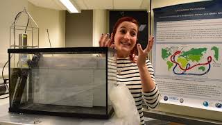 La circulation thermohaline