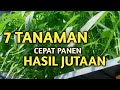 TANAMAN MODAL KECIL CEPAT MENGHASILKAN UANG