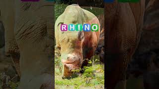 Amazing facts about Rhinoceros | Incredible Animals #wildlife #rhino #rhinoceros #amazingcreature