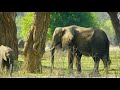 4K African Wildlife Documentary Film - Mana Pools National Park, Zimbabwe, Africa -