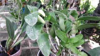 In Buds - Dendrobium Angel baby love pocket - dendrobium nobile type -