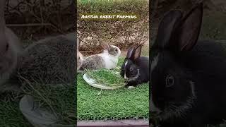 What breed of rabbit is most profitable? Rabbit Farming