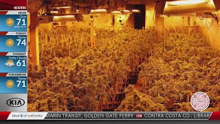 Marijuana Bust