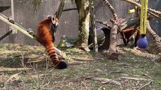 【動物園】鹿児島県鹿児島市「平川動物公園」かわいすぎるレッサーパンダ💓