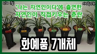 [2월 20일] 화형.홍화, 진성황화,주홍화,산반호 화, 끼소심, 복륜화, 소심 올려봅니다.