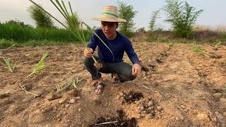 วิธีปลูกอ้อยคันน้ำสุพรรณบุรี50และสิงคโปร์