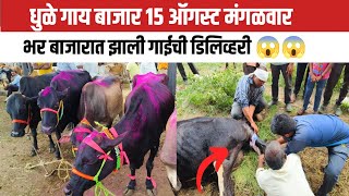 धुळे गाय बाजार 15 ऑगस्ट मंगळवार | स्वस्थ गाय बाजार | Dhule gay bajar