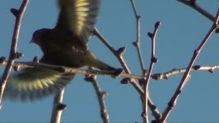 カワラヒワの鳴き声　Oriental Greenfinch