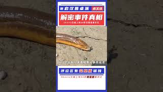 為什么農村人都說“蛇吃黃鱔是找死”？蛇和黃鱔，到底誰吃誰？ #启汉元桌派 #纪实 #醫療紀錄片 #生命緣 #醫院