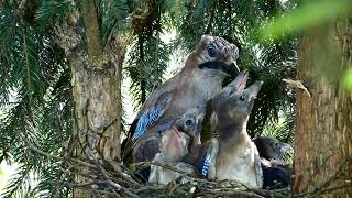 Grifsha-mashkulli,(Garrulus glandarius) ushqen tè vegjlit -Belinc  23-05-2020  Kosovè.