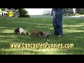 english bulldog pug mix puppies