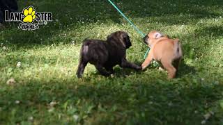 English Bulldog Pug Mix Puppies