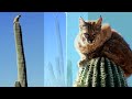 a lynx in fear climbed on a huge cactus when you find out the reason you will be horrified