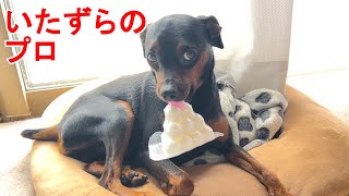 いたずら好きなジロ、飼い主に見せびらかしてくる【ミニピン】