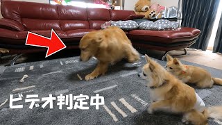 フライングするのは大型犬のNANAだった！