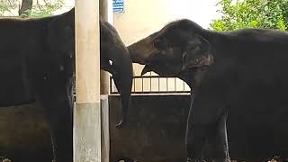 Funny Elephants kissing each other