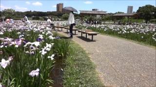 小岩菖蒲園のしょうぶ　2017・6・17（土）