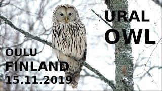 VIIRUPÖLLÖ - CHOUETTE DE L'OURAL - URAL OWL (Strix uralensis)