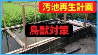 【汚池再生計画】２０　錦鯉を守る為に、これで安心できるかな、鳥獣対策やってみた‼