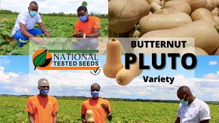 Growing Butternut (Pluto Variety)