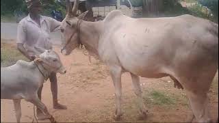 hallikar cow with male calf available for sale 7760415897