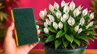 The Gardener’s Secret Tricks for Faster Growth, More Flowers & More Fruit