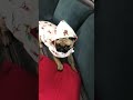 OSCAR का एक और नया स्वैटर आ गया | Oscar कितना खुश हो गया🥰#petanimals #oscarpugslife #pet