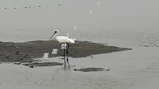 數量超過百隻 黑面琵鷺永安濕地過冬