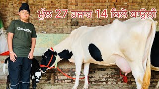 ਮੁੱਲ 27 ਹਜਾਰ -14 ਕਿਲੋ ਬਾਉਲੀ -2 ਸੂਈਆ ਗਾਵਾ -1 ਗੱਬਣ ਗਾ ਵਿਕਾਉ -3 cow for sale(17 October 2024)