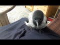 lucifer the tame hooded crow shenanigans