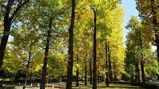 山形県総合運動公園の紅葉