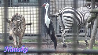 #12 Cute zebra baby NANAKA's adventure  シマウマの赤ちゃんの成長記録【Cute animal baby videos】【羽村市動物公園】