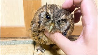 リラックスするフクロウ　Relaxing owl