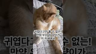 #협찬 귀엽다고만 볼 수 없는 고양이들의 위험한 자세 #고양이 #고양이변비 #고양이유산균 #고양이설사 #프로젝트21