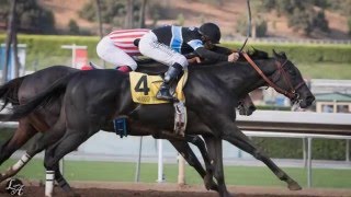 Shared Belief: Horse of a Lifetime