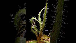 King sundew eating wasp #shorts #sundew #timelapse